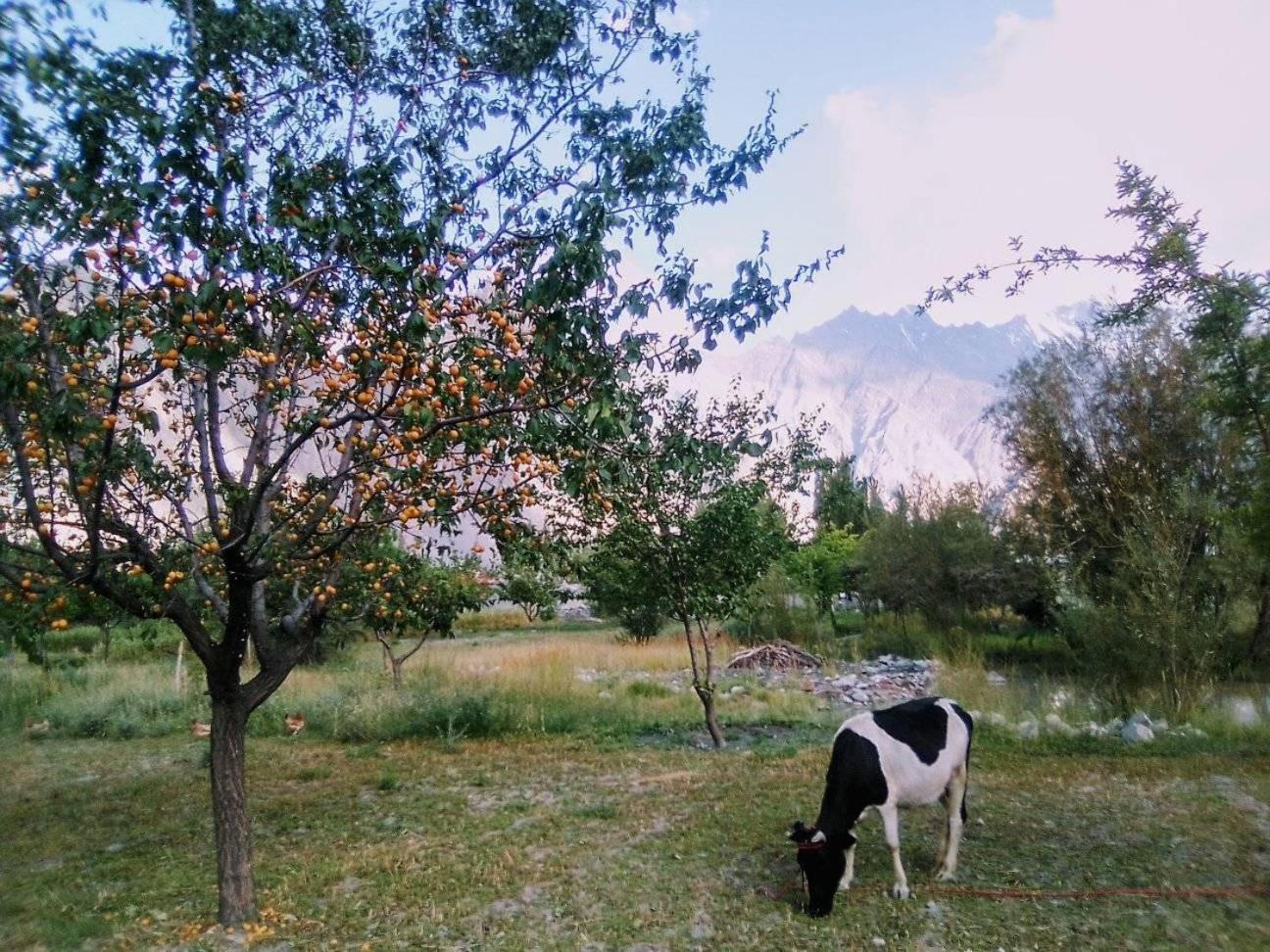 Passu Cones Hotel Pasu 外观 照片